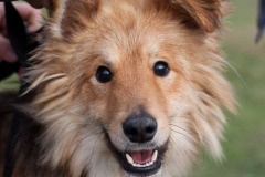 phoca_thumb_l_IMG_2729_resize