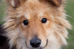 phoca_thumb_l_IMG_2731_resize