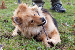 phoca_thumb_l_IMG_2739_resize