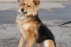 phoca_thumb_l_IMG_2765_resize