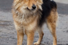 phoca_thumb_l_IMG_2767_resize